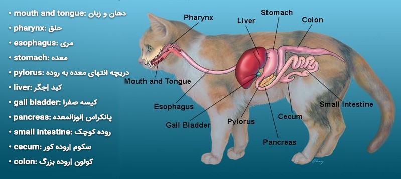 بررسی تخصصی انواع مشکلات گوارشی شایع در گربه&zwnj;ها (Feline GI Disorders)