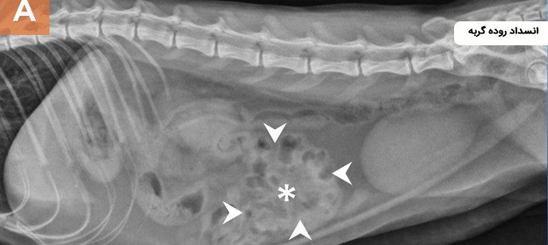 مشکلات گوارشی گربه و تصویربرداری تشخیصی (Diagnostic Imaging)