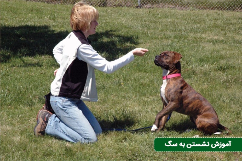 ۱. فرمان نشستن به سگ (Sit) با رویکرد فید کردن (Fading) لور