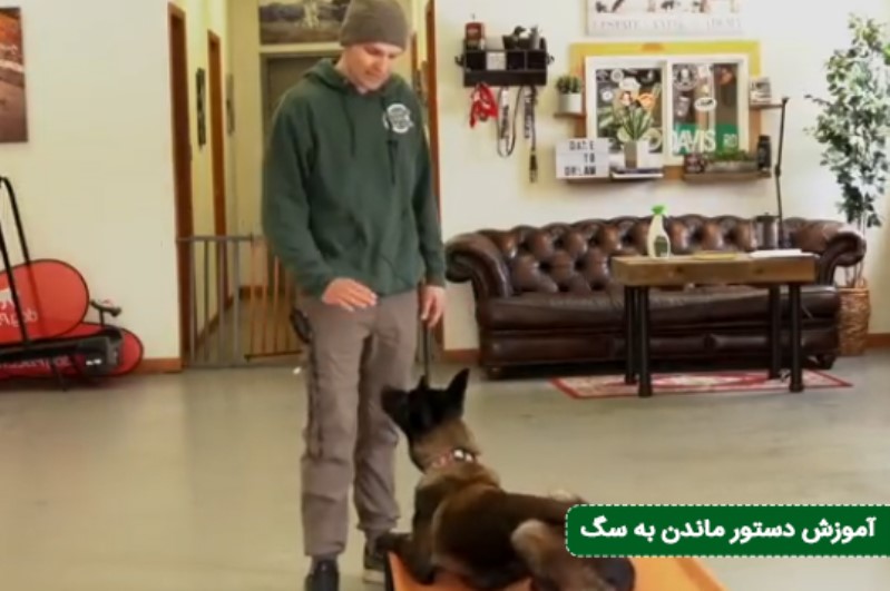 ۳. فرمان ماندن (Stay) با فرمول سه D