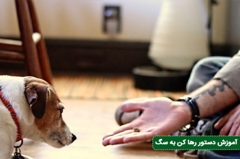 ۴. فرمان رها کن (Leave It) برای مدیریت انگیزهها