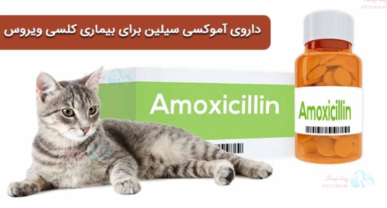 آموکسیسیلین - کلاوولانات (Amoxicillin/Clavulanate) - آنتی بیوتیک مناسب کلسی ویروس