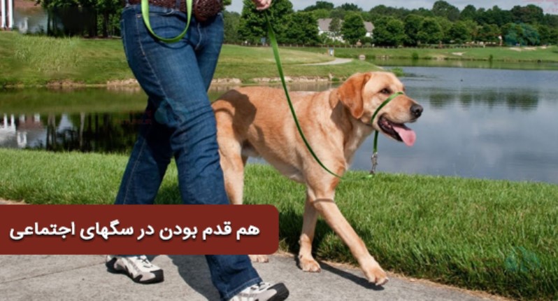 منظور از اجتماعی بودن سگ چیست؟ | هم قدم کردن سگ