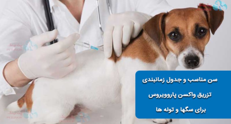 بهترین سن و جدول زمانبندی واکسن cpv یا پاروویروروس سگ
