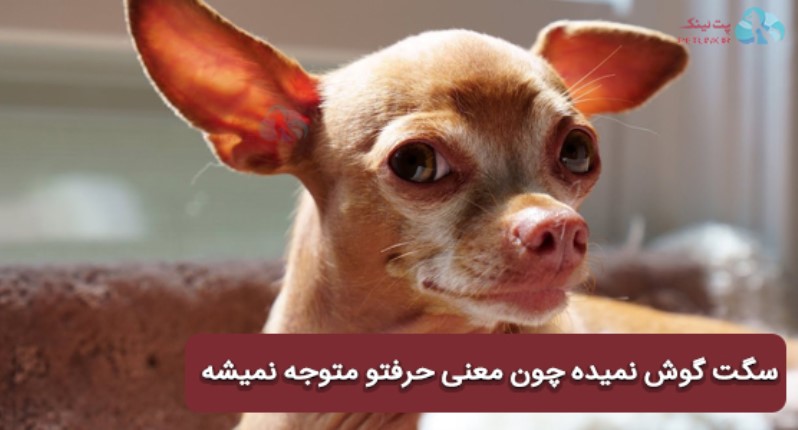 سگ نافرمانی میکنه چون معنی حرفو درک نمیکنه