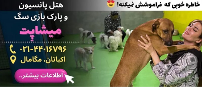 پانسیون حیوانات غرب تهران | میشاپت هتل پانسیون و پارک بازی سگ غرب 