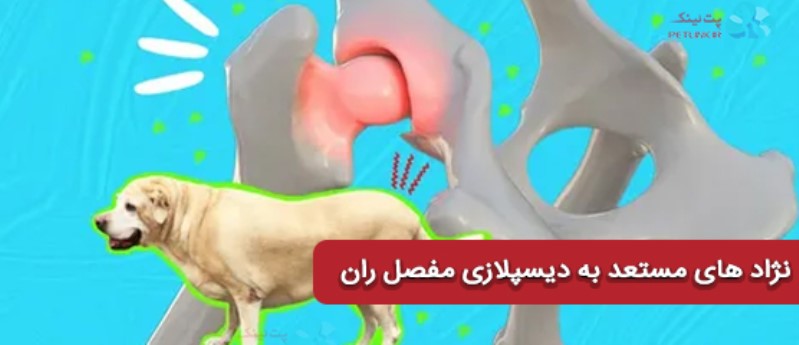 نژاد های مستعد به دیسپلازی مفصل ران | کدام نژاد ها بیشتر به دیسپلازی لگن مبتلا میشوند