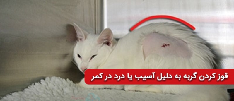 قوز کردن گربه به دلیل آسیب به کمر یا درد کمر | تشخیص کمردرد در گربه ها 