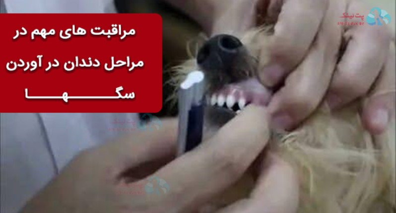 مراقبت های مهم در مراحل رشد دندان سگ 