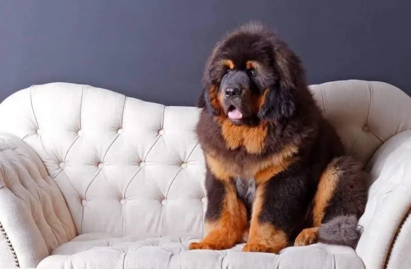 تغذیه ی Tibetan Mastiff قدرتمند | خرید سگ ماستیف تبتی