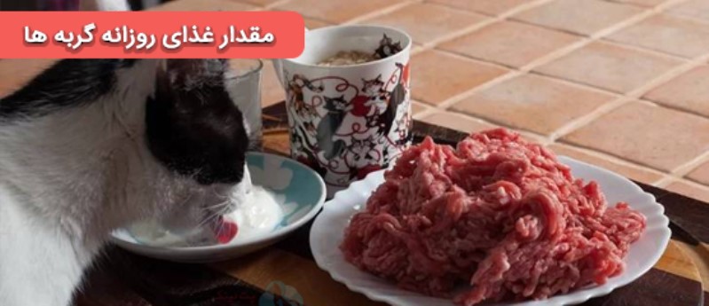 مقدار غذای روزانه برای گربه چقدر باید باشه با توجه به سن و وزن گربه