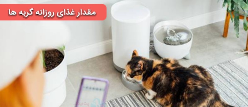 میزان فعالیت گربه راهکاری برای تشخیص میزان غذای روزانه او