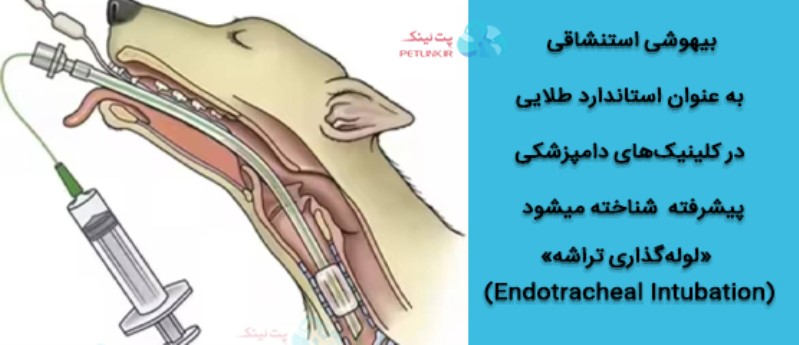 بیهوشی استنشاقی در حیوانات و «لولهگذاری تراشه» (Endotracheal Intubation)