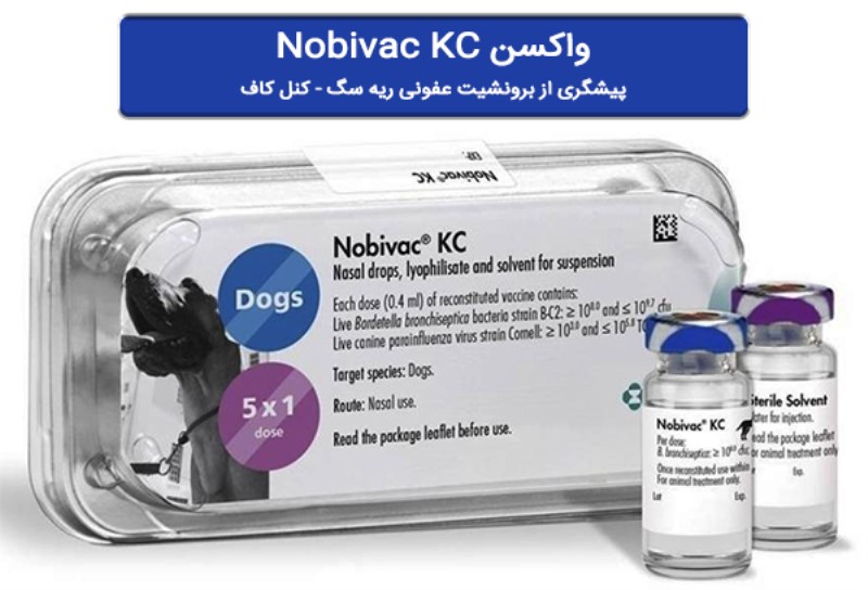 واکسن بینی کنل کاف - واکسن سرماخوردگی یا برونشیت عفونی سگ 