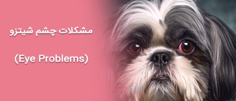 قرمز شدن چشم های شیتزو ومشکلات چشم (Eye Problems)