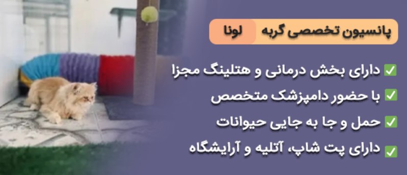 پانسیون تخصصی گربه لونا در چیتگر تهران | پانسیون گربه