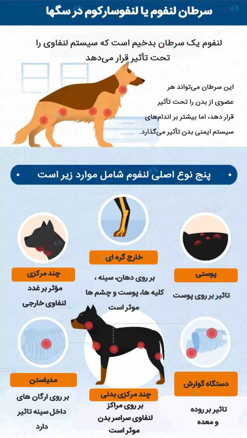 سرطان لنفوم در سگها چیست و انواع سرطان لنفوم سگ