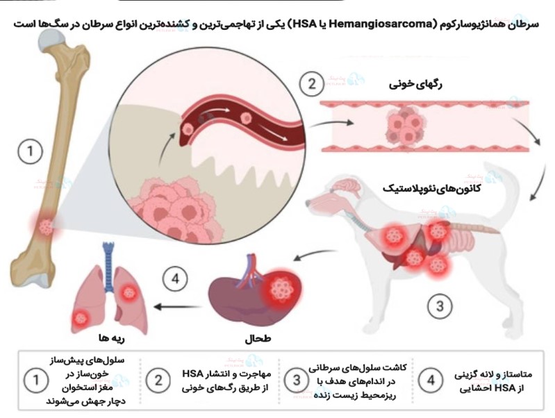 سرطان همانژیوسارکوم (Hemangiosarcoma یا HSA) یکی از تهاجمی&zwnj;ترین و کشنده&zwnj;ترین انواع سرطان در سگ&zwnj;ها است