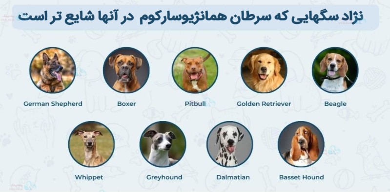 سرطان همانژیوسارکوم  در کدام نژاد سگ شایعتراست؟ | سرطان های شایع در سگها