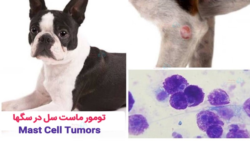 تومور ماست سل در سگها | Mast Cell Tumors | انواع سرطان در سگها