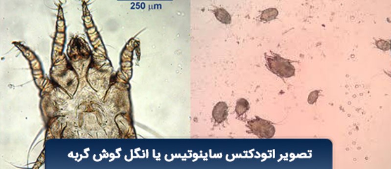 مقایسه&zwnj;ای و میکروسکوپی انگل (Otodectes cynotis)