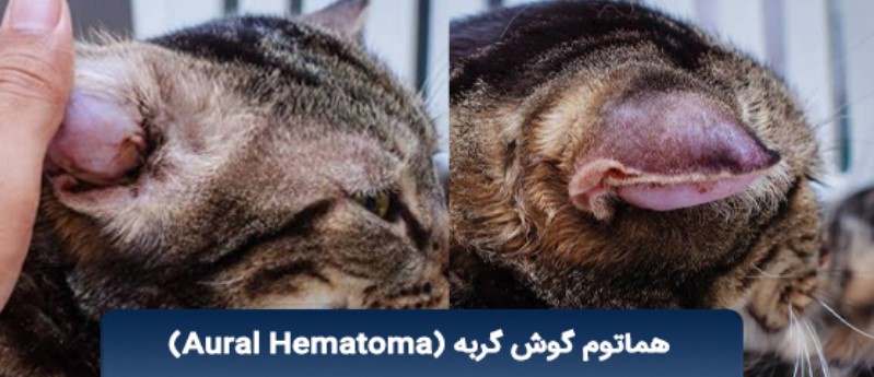 جرب گوش گربه و روز هماتوم گوش گربه (Aural Hematoma)