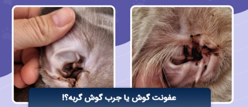 تفاوت عفونت گوش و جرب گوش گربه | انگل گوش گربه | مایت گوش