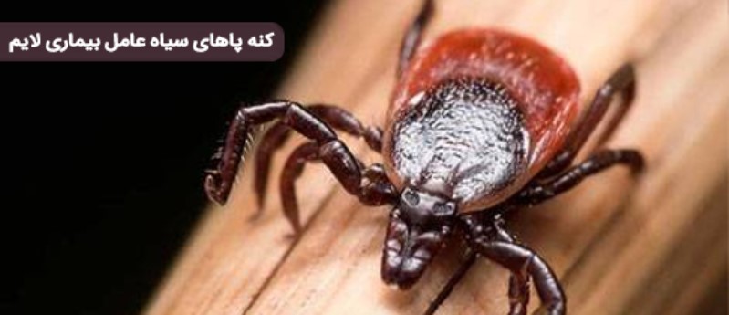 کنه پاهای سیاه عامل بیماری لایم در انسان