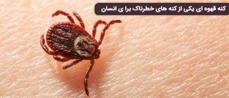 کنه قهوه ای عامل ا انتقال باکتریها و ویروسهای خطرناک به انسان
