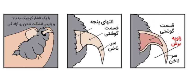 جای درست برای گرفتن ناخن گربه | چقدر از ناخن گربه رو بگیریم ؟