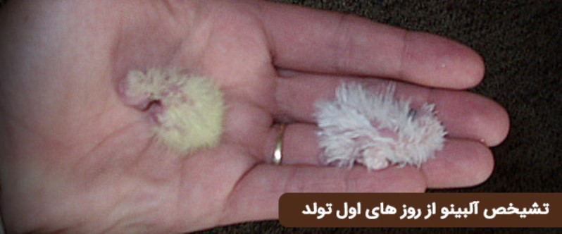 تشخیص عروس هلندی سفید ( البینو) از روزهای اول تولد