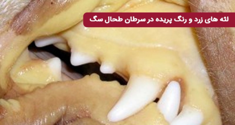 لثه های زرد و رنگ پریده در سرطان طحال سگ | تشخیص سرطان طحال در سگها