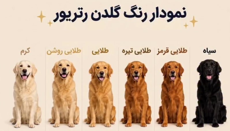 مشخصات ظاهری سگ گلدن رتریور | شخیصت رتریور
