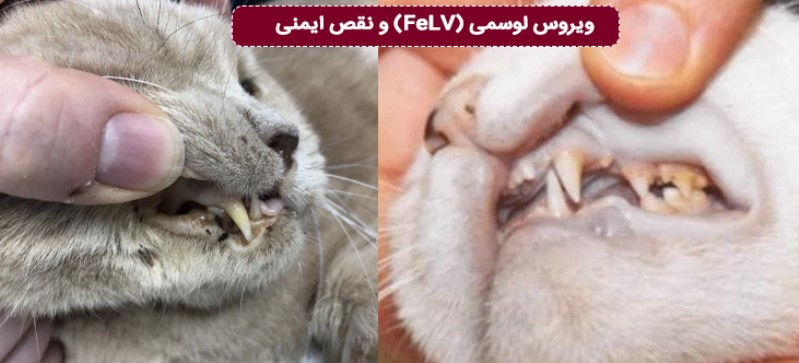. ویروس لوسمی گربه (FeLV) | مغز استخوان و سیستم لنفاوی گربه را سرکوب میکند.