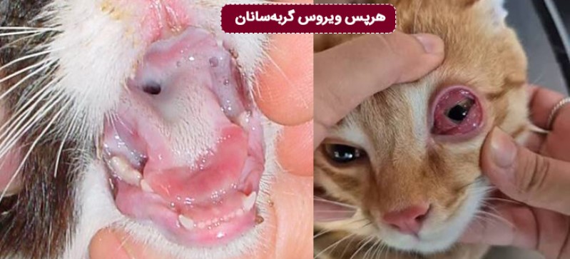.1هرپس ویروس گربهسانان نوع ۱ (FHV-1)