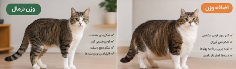 عکس گربه چاق با اضافه وزن در مقایسه با گربه نرمال