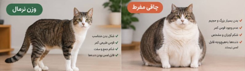 عکس گربه چاق مفرط در مقایسه با گربه نرمال