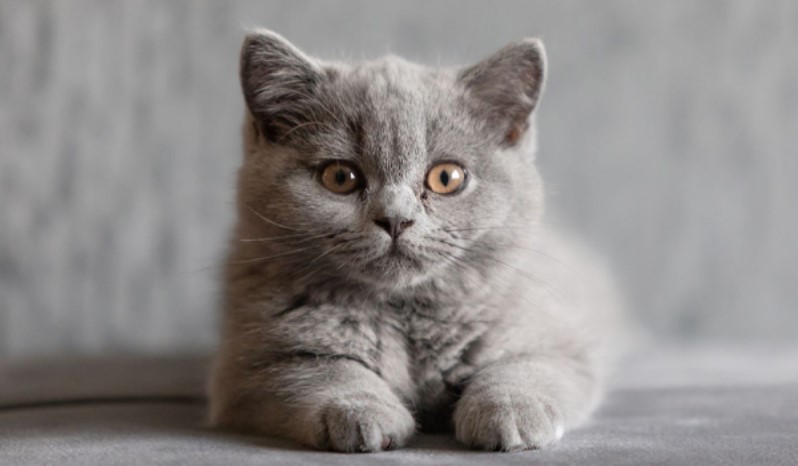 بریتیش شورتهیر (British Shorthair) | چاقی در گربه ها