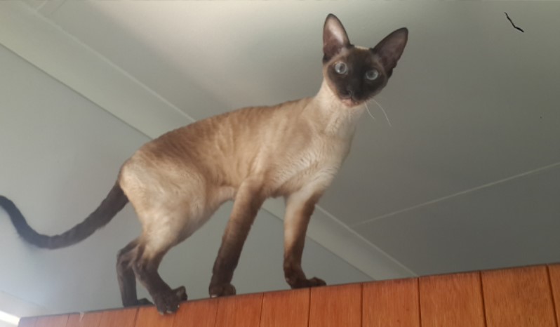 کورنیش رکس و دوون رکس (Cornish Rex & Devon Rex)