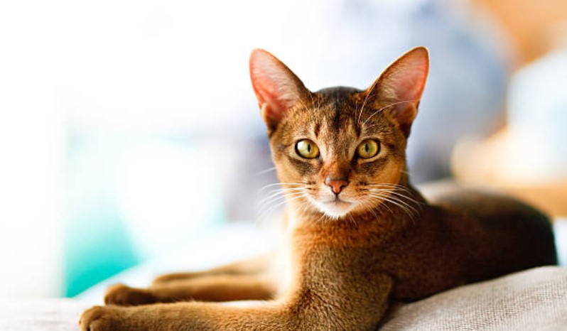حبشی یا آبیسینیان (Abyssinian) | مراقبت چاقی گربه باشید