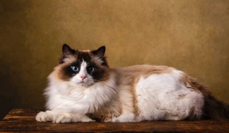 راگدال (Ragdoll) | عوارض چاقی گربه