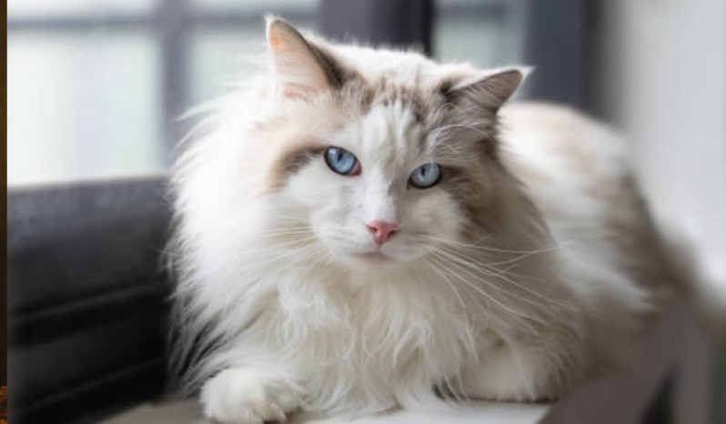 مین کون (Maine Coon)  | عوارض چاقی در گربه ها