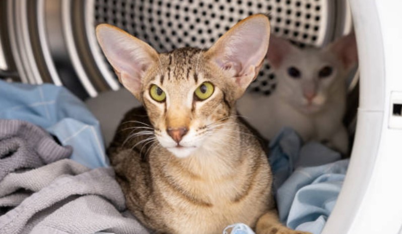 اورینتال شورتهیر (Oriental Shorthair) جلوگیری از چاقی در نژاد