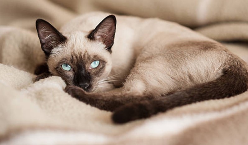 سیامی (Siamese) | چاقی در گربه های نژاد لاغر