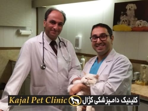کلینیک دامپزشکی کژال