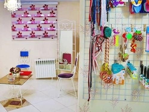کلینیک دامپزشکی گیشا