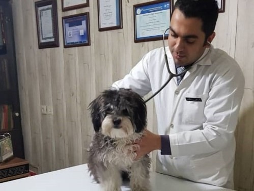 کلینیک دامپزشکی پرشین لند