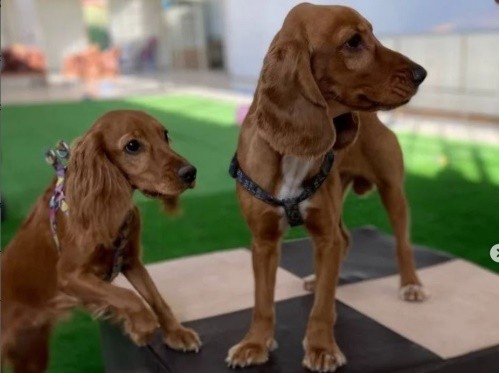 پانسیون حیوانات خانگی شهرکرد