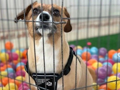 پانسیون حیوانات خانگی شهرکرد