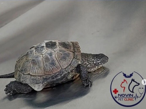 کلینیک دامپزشکی نوین شهرکرد